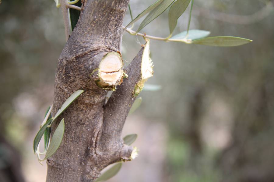 What are olive logs? Why should I be using them?